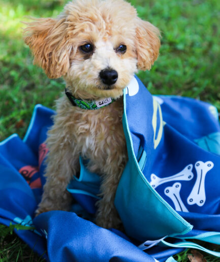 Serviette pour chien – Accessoire