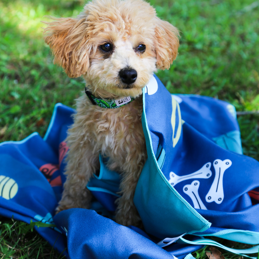 Serviette pour chien – Accessoire