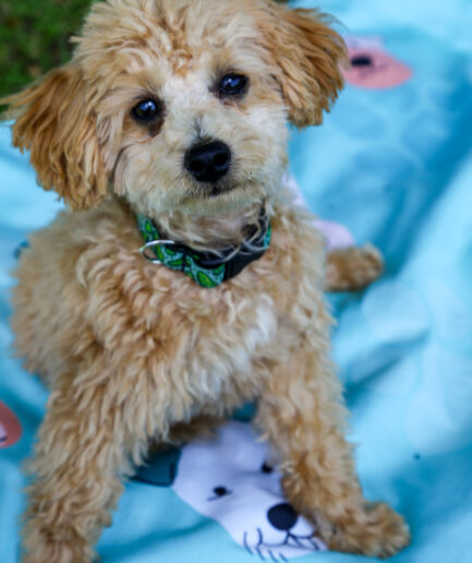 Serviette pour chien – Turquoise