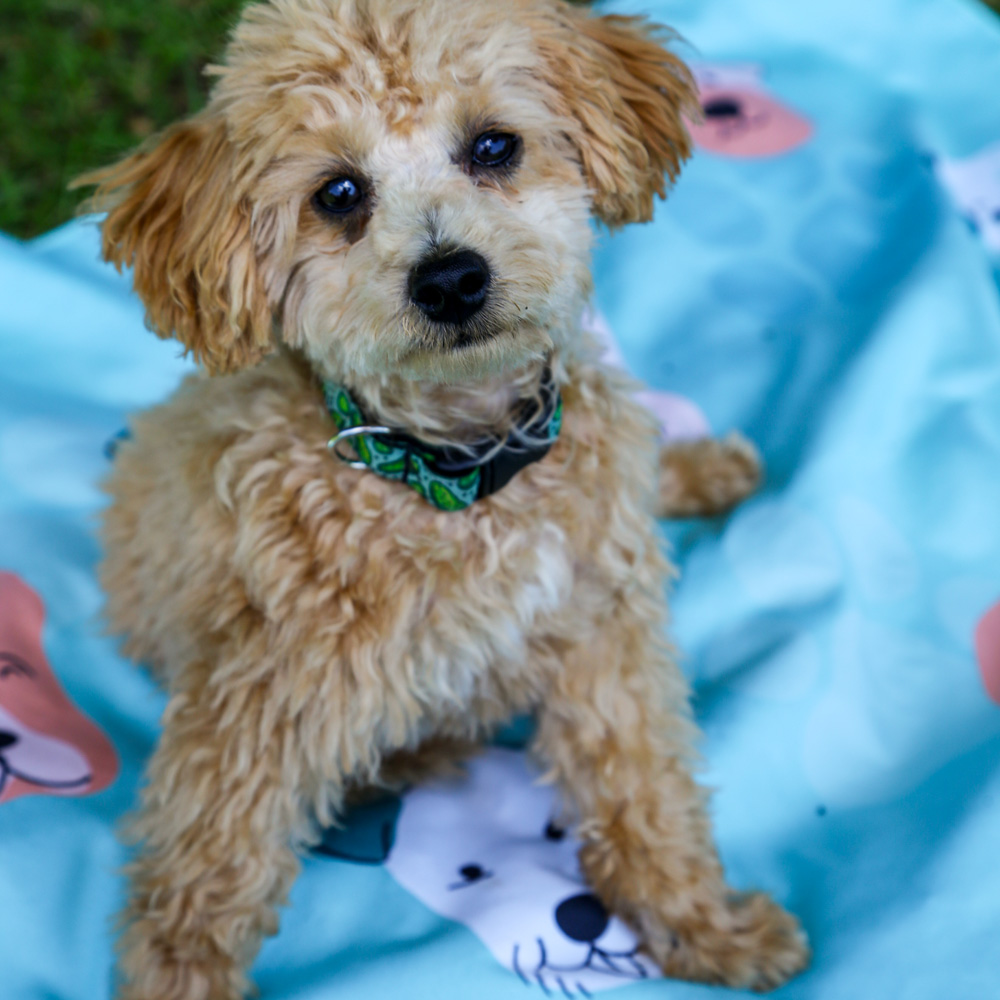 Serviette pour chien – Turquoise